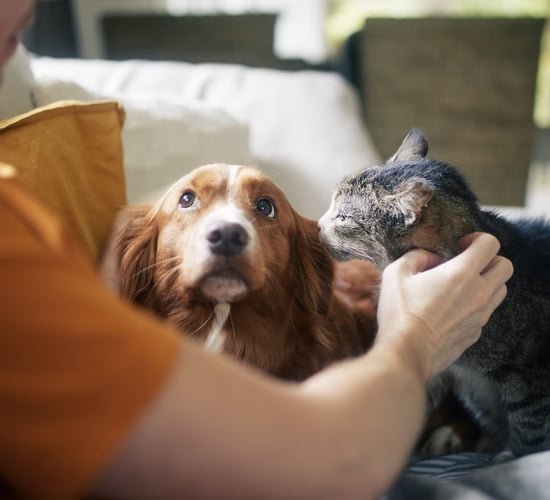 New BVA resource to help vets support clients to cut pets' carbon pawprint