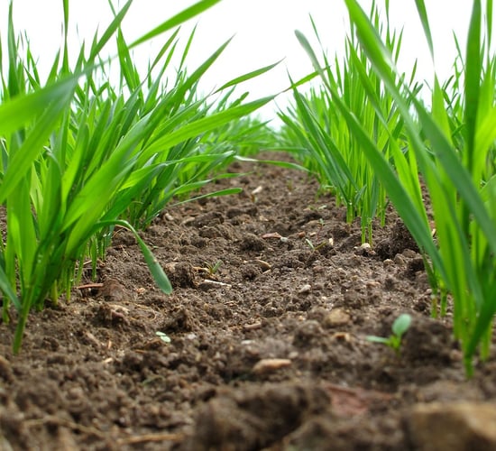 Research continues on farm soil carbon stocks in NI