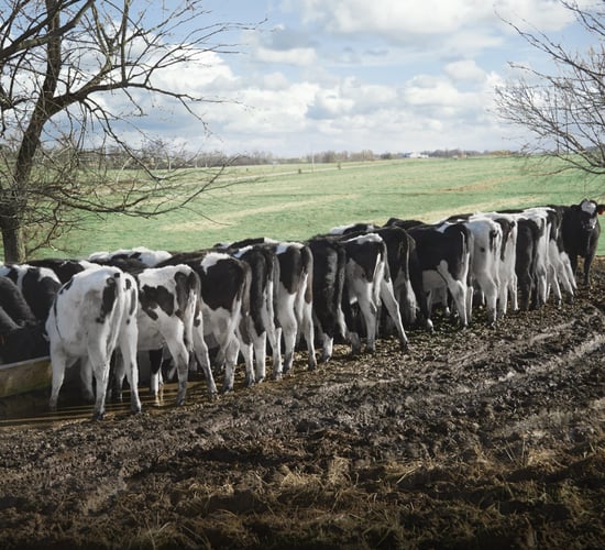 DAFM told to release information about herds with 500 plus cattle