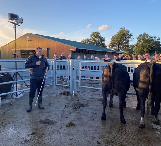 Watch: Factory rep drafting dairy-beef cattle at Kilkenny farm walk