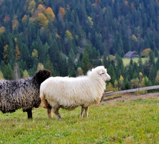 4 in court in Romania over €2.2m fraud for pastures