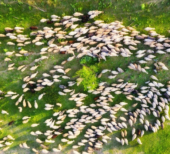 New €1.5m UCD research project aims to 'shed light' on livestock diseases