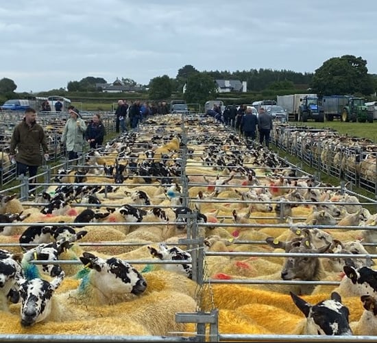 Cheviot hoggets reach €530/head at Cooley Sheep Breeders' Sale