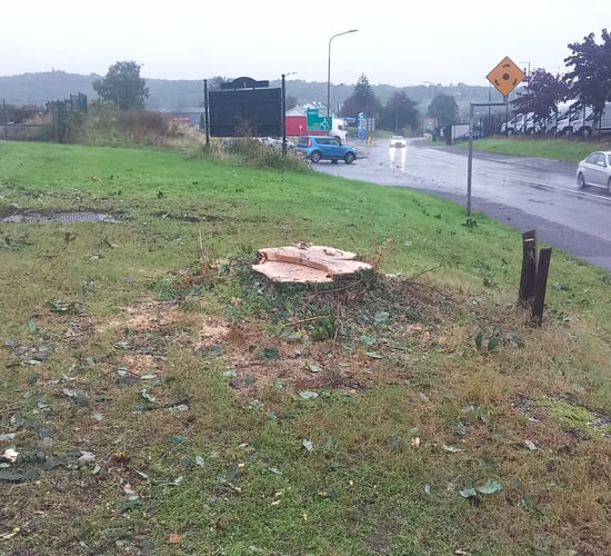 Donegal County Council defends decision to cut down 90-year-old oak tree