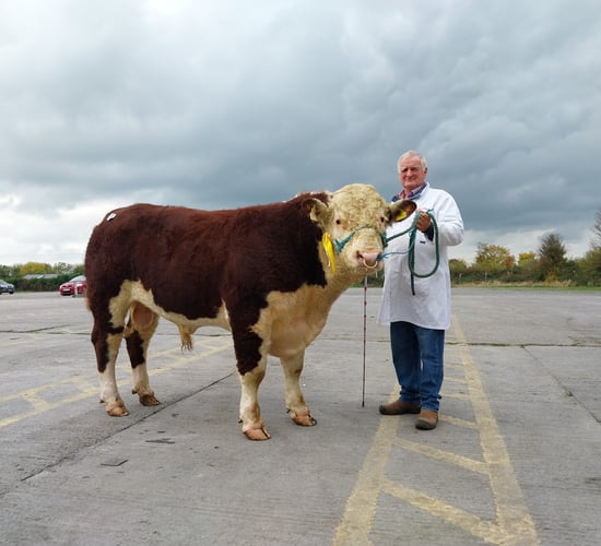 Cork breeders take the top prices at Hereford bull sale in Kilmallock