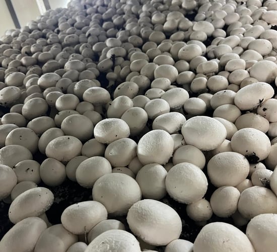 Tiernaneill Mushrooms undertakes major peat replacement project