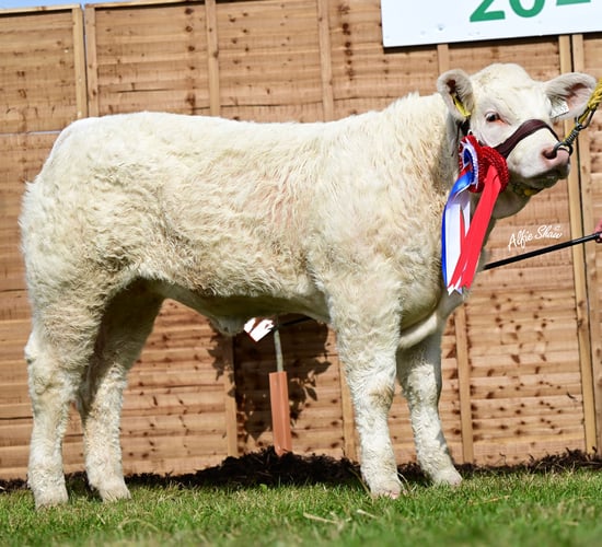 Top price of €15,400 for Charolais heifer in Goldstar online sale