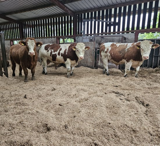 Trial zero-grazing continental bulls underway at ICBF Tully