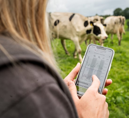 Get your cows ready to thrive this dry-off season