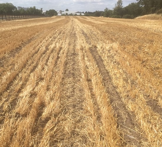 BirdWatch Ireland welcomes changes to winter stubble rules