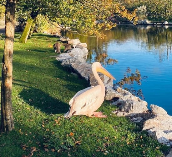 Fota Wildlife Park closed due to suspect bird flu cases