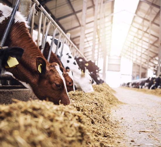 A gem of help to maximise feed value in winter and spring rations