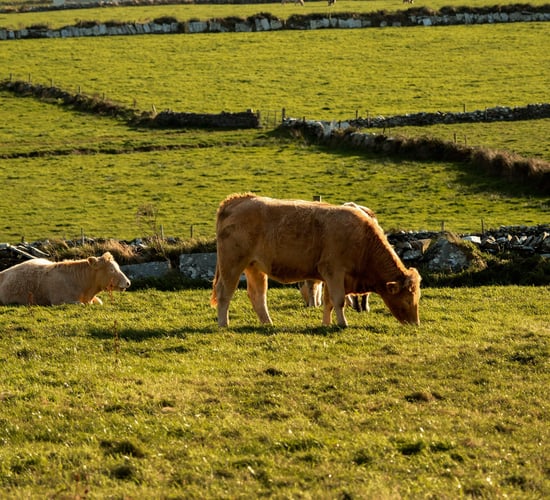 SCEP deadline approaching: How to stay compliant