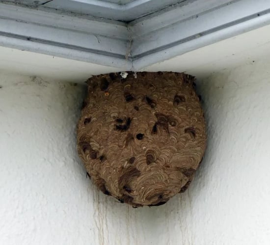 NIEA confirms removal of Asian hornet nest in Northern Ireland