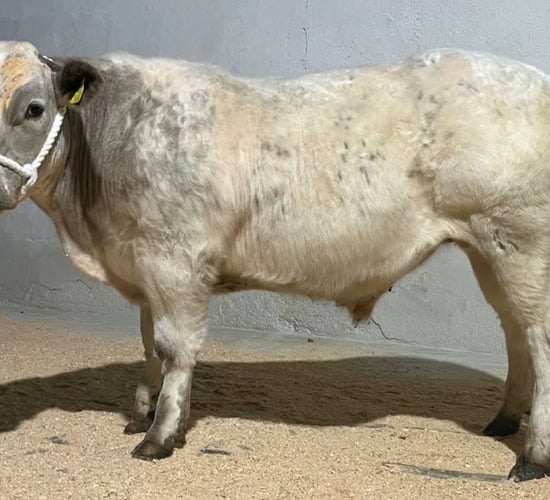 Macroom Mart to auction bullock for young farm accident survivor