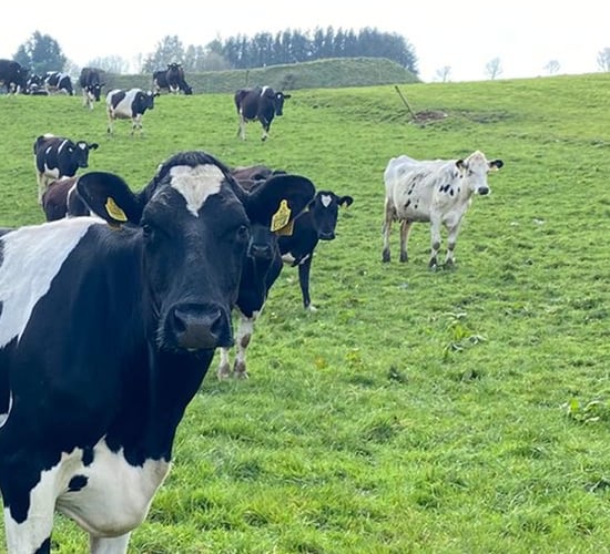 ABP Monitor Farms: Autumn update from Cork dairy and beef farm