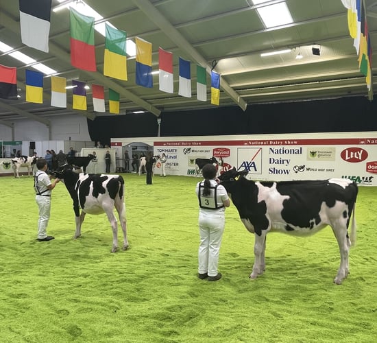 Watch: AXA National Dairy Show 2025 underway in Cork