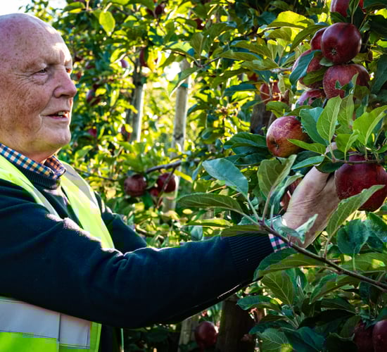 Building a domestic market for Irish-grown eating apples