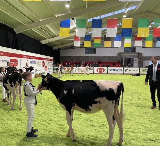 Watch: AXA National Dairy Show day two kicks off