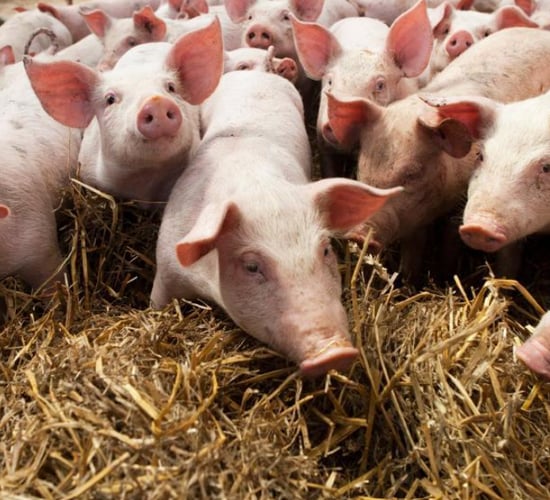 Croatian company convicted of defrauding CAP pig welfare money