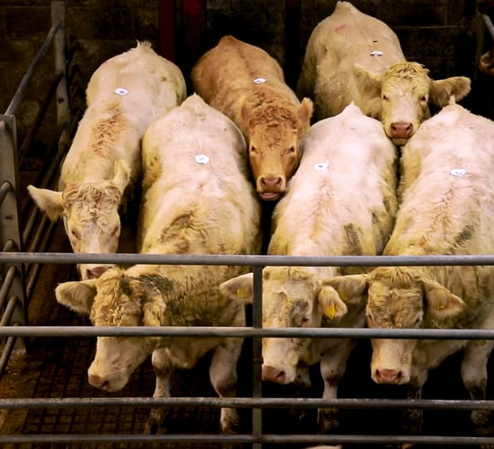 Top weanling bulls making over €6/kg at Carnew Mart