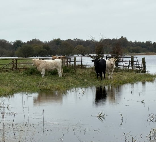Cattle moved to safety after being 'marooned' on Shannon Callows