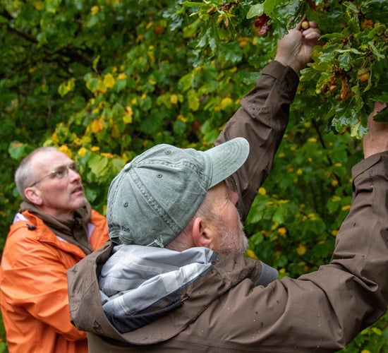 How Iceland is learning from Scotland's forestry sector