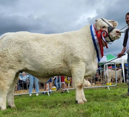 Impressive selection features in Goldstar Charolais production sale