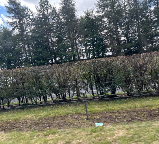 MEP: County councils 'totally ignore' hedge cutting best practice