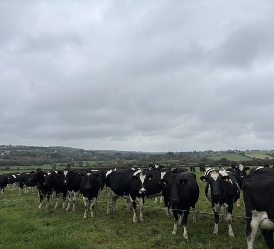Dairy focus: Improving margins by maximising nitrogen efficiency