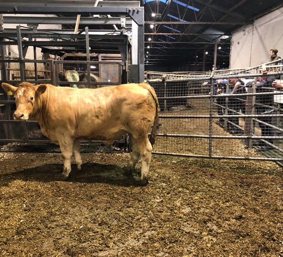 What beef price is needed for farmers currently buying cattle?