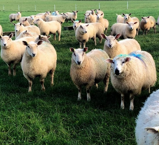 Sheep trade: No move in price or weight limits this week