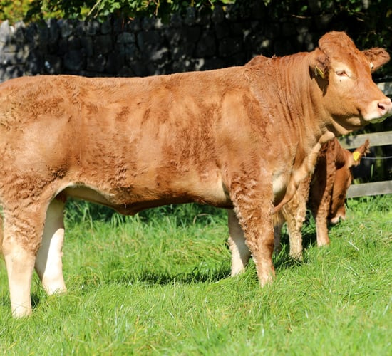 Corridans set to host Roundhill Limousin heifer sale this weekend