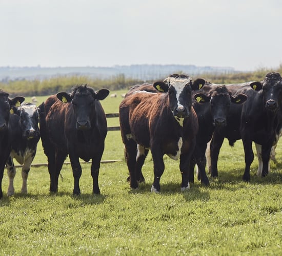 Lidl GB to invest £30 billion in 'British food and farming industry'