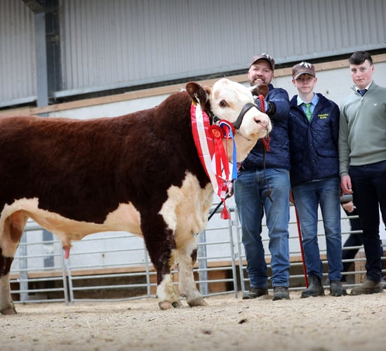 Top price of €9,100 paid for Hereford bull at autumn premier