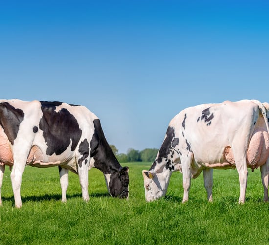 Dunmasc Genetics returns as Platinum Sponsors of AXA National Dairy Show