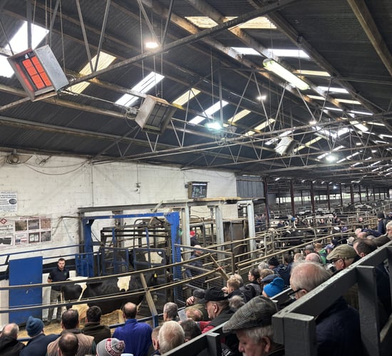 Freshly calved cows make over €9,000 at Carnaross dispersal sale