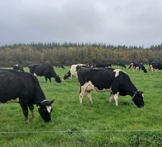 Dairy Focus: Achieving over 90% six-week calving rate in Kerry