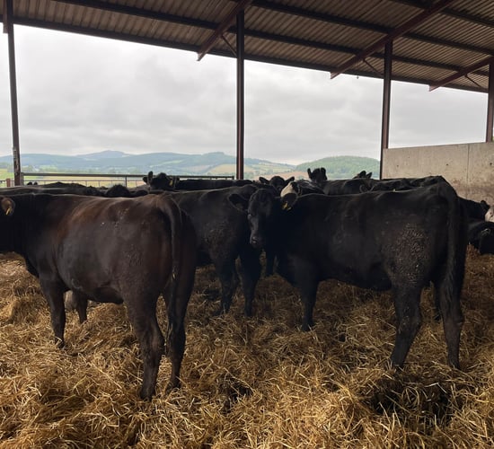 ABP Demo Farm: Kill out results and cattle performance update
