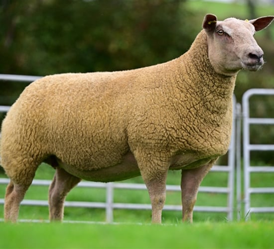 'Genetic Jewels' Charollais ewe sale set for Blessington Mart