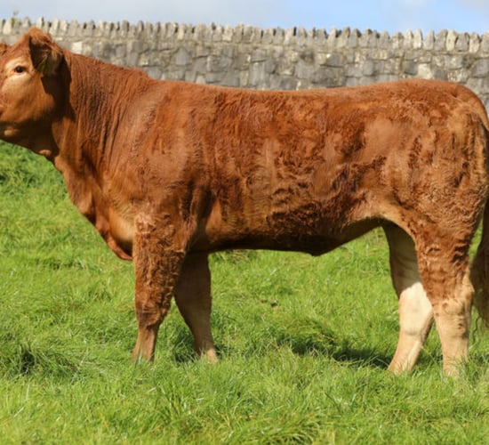 Corridans set to host Roundhill Limousin heifer sale this weekend
