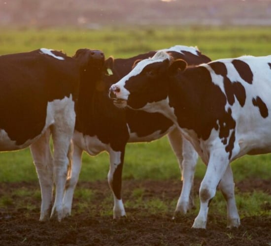 UK: Field trials for bovine TB vaccine enter final phase