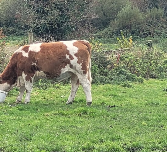 Tullow Mart set to host special sale of 50 Fleckvieh-sired heifers