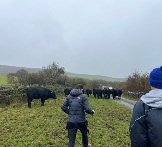 From Japan to Clare: Rearing Wagyu beef in the Burren heartlands