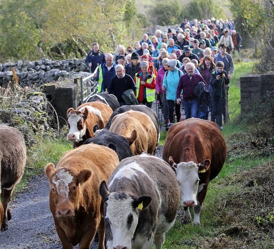 Winterage cattle drive grows in popularity as festival flourishes