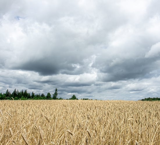 Tillage farmers forced to 'exit sector' due to costs and prices ag committee hears