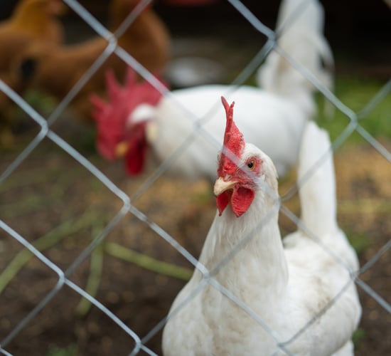 NI: New bird flu 'prevention zone' to be introduced next month
