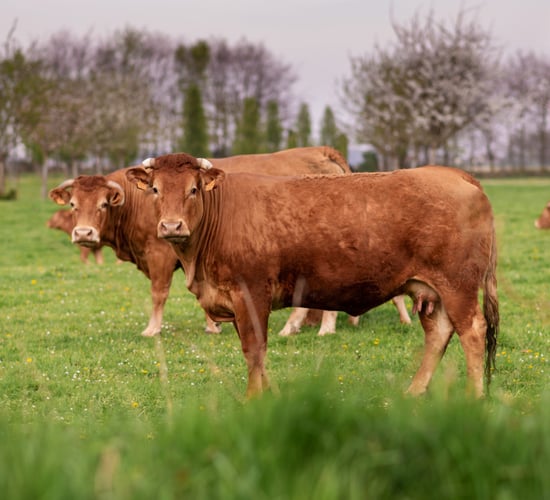 French ban on cattle exports because of LSD set to have major impact on Ireland