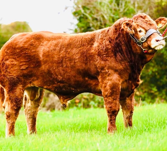 Oldcastle Limousin breeders sell champion bull to 400-cow UK herd