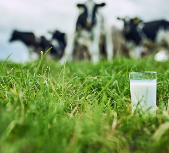 CSO: Producer prices for dairy and meat increase